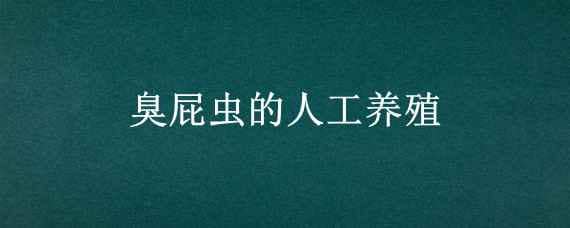 臭屁虫的人工养殖 臭屁虫养殖基地