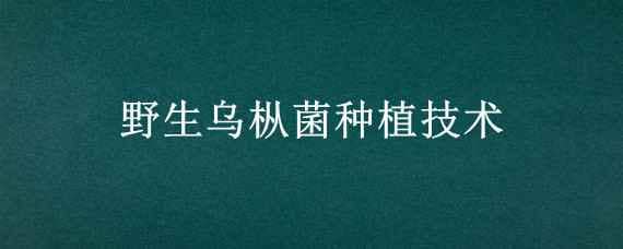 野生乌枞菌种植技术（野生乌枞菌人工种植技术）