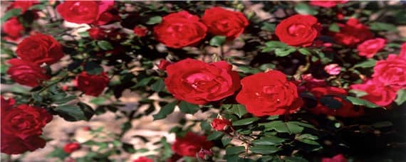 玫瑰花适合什么土壤酸碱度（适合玫瑰花生长土壤ph值）