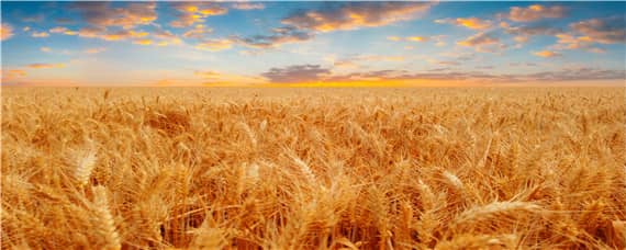 麦子一亩地播多少种（一亩地大概收多少麦子）
