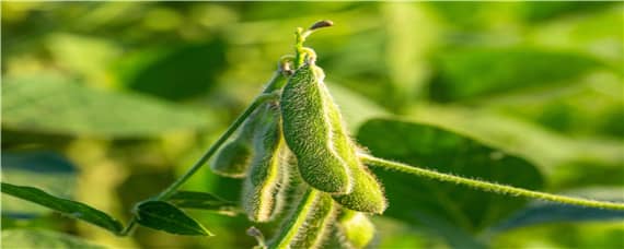 大豆种植时间和方法