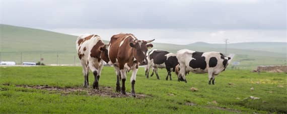 农村养牛的方法和技术（农村如何科学养牛）