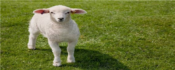 羊下跪是什么原因（羊下跪的真相）