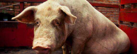 治疗副猪的特效药 猪的副猪用什么药最有效