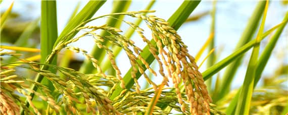 繁殖水稻的第一步是什么 繁殖水稻的第一步是什么呢?晒种