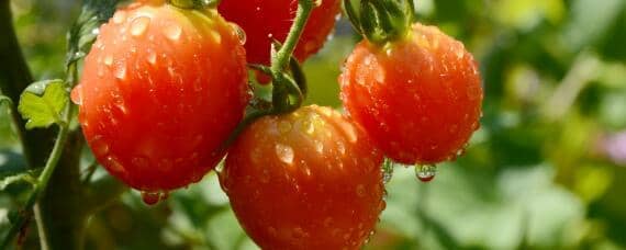 西红柿适合什么土壤 西红柿适合什么土壤种植