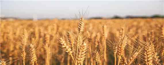 小麦种晚了还浇越冬水吗 冬小麦现在能浇水吗?