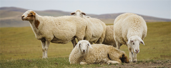 羊的生活特性和特点（羊的生活环境及特点）
