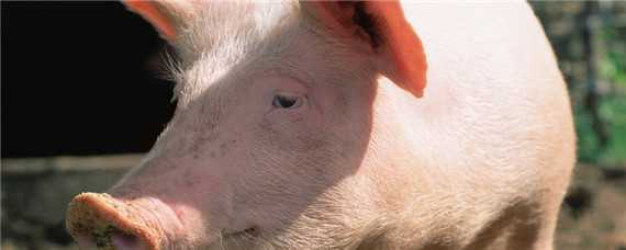 母猪吃自己的粪便是什么原因