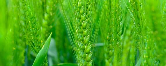 小麦底肥复合肥每亩需要多少公斤 小麦底肥每亩用多少