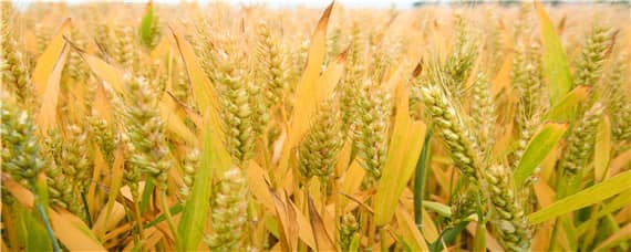 开麦1502小麦品种介绍 中麦122小麦新品种介绍