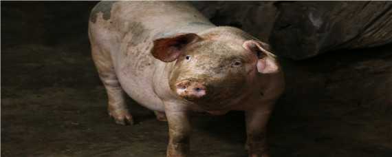 猪用过硫酸氢钾用法与用量 给猪喂过硫酸氢钾的作用