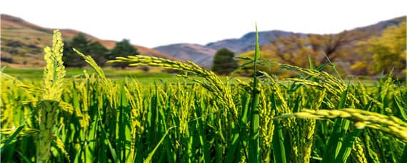 水稻几月份收割 北方水稻几月份收割