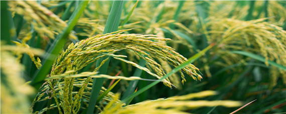 吡唑醚菌酯水稻增产吗 吡唑醚菌酯对水稻的作用和用途