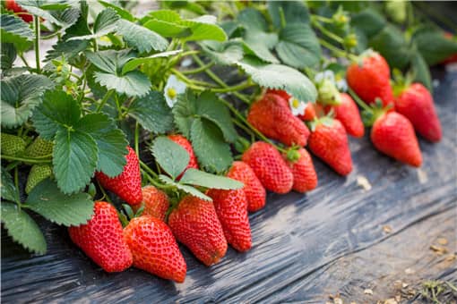 草莓怎么种 草莓怎么种在爱人身上