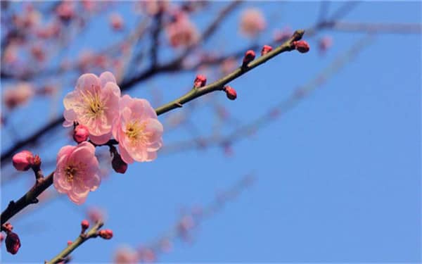 冬天养什么花冻不死 哪些花不怕冻