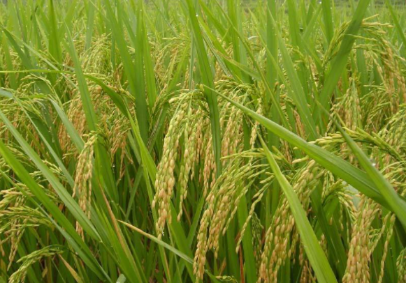 麦茬稻怎么管理，注意事项有哪些（麦茬水稻种植技术）