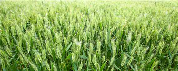 小麦扬花期和灌浆期 小麦扬花期和灌浆期叶子黄干尖什么病害引起的