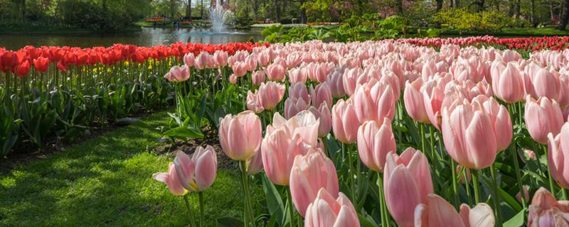 郁金香开了一次还会开吗（郁金香开过以后）