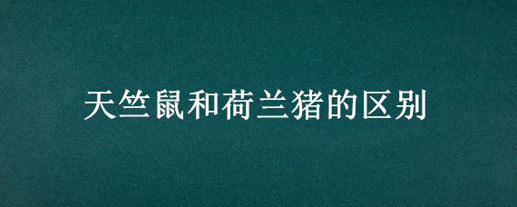 天竺鼠和荷兰猪的区别 荷兰鼠和荷兰猪是不是一种动物