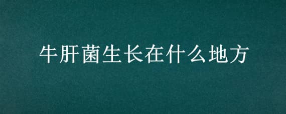 牛肝菌生长在什么地方 牛肝菌长的什么样