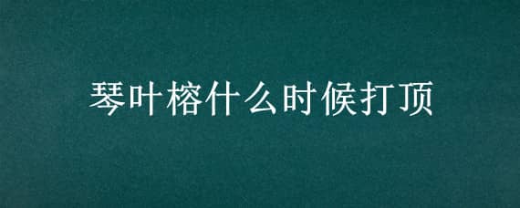 琴叶榕什么时候打顶