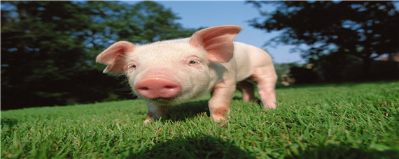 猪葡萄球菌最有效的药 猪得了葡萄球菌用什么药有效
