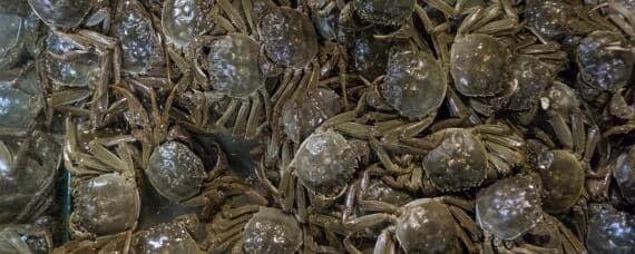 淡水螃蟹怎么养活几天 淡水螃蟹怎么养活几天能吃