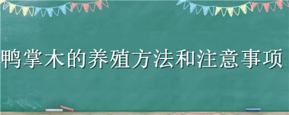 鸭掌木的养殖方法和注意事项