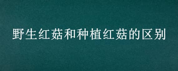 野生红菇和种植红菇的区别