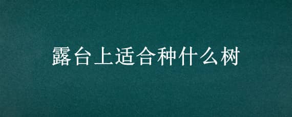 露台上适合种什么树 露台上适合种什么树苗