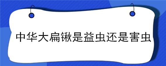 中华大扁锹是益虫还是害虫 中华大扁锹是害虫吗