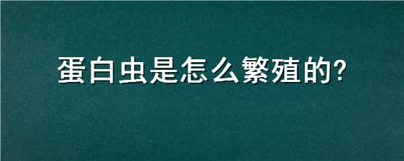 蛋白虫是怎么繁殖的