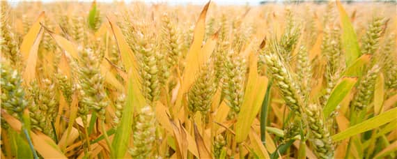 麦子亩产量一般多少斤（麦子亩产多少斤）