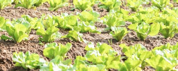 9月份种植什么蔬菜最合适露天 9月份适合栽什么蔬菜