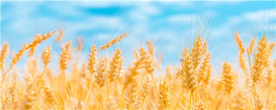 西农20小麦品种介绍 西农20小麦品种介绍2021