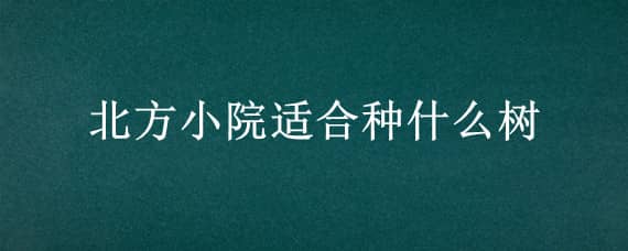 北方小院适合种什么树