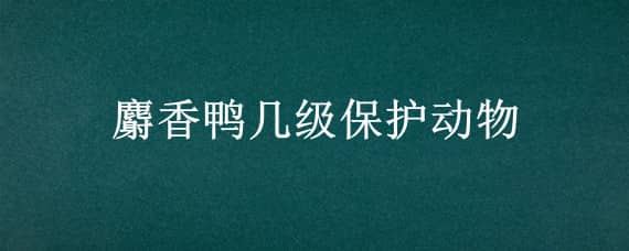 麝香鸭几级保护动物