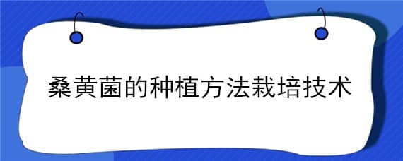 桑黄菌的种植方法栽培技术 桑黄菌种植技术资料