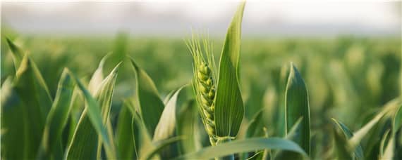 小麦高产新品种（最新小麦高产新品种）