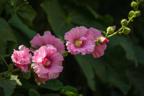 蜀葵花花语是什么，有什么寓意（蜀葵的寓意）