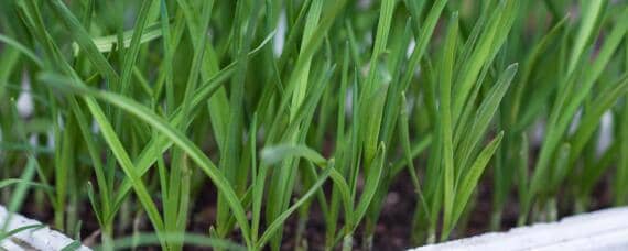 韭菜怎样种植技术