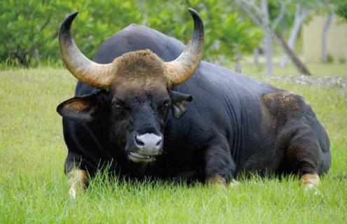 养殖户养牛的前期准备工作