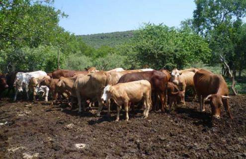 养牛场牛粪处理