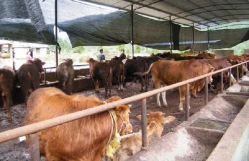 牛传染性鼻气管炎的诊断和防治措施（牛传染性鼻炎的症状及治疗方法）