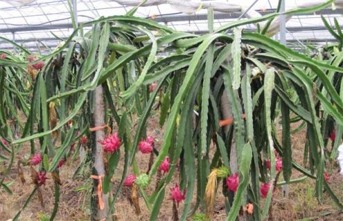 火龙果 怎么 增甜