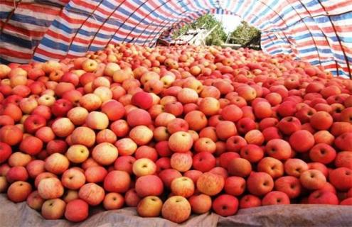 苹果 采摘 怎样贮藏保鲜