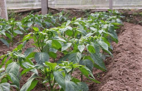 辣椒 如何管理 高产