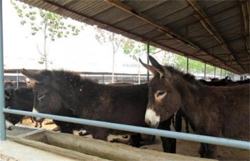 如何 提高肉驴 繁殖力
