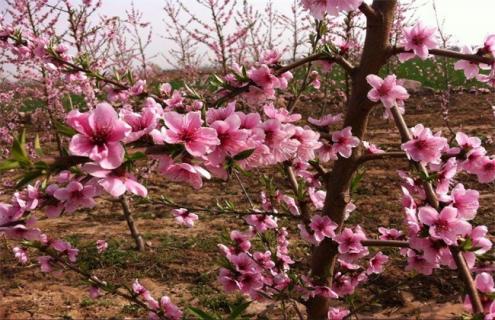 桃树 花期 可以浇水吗